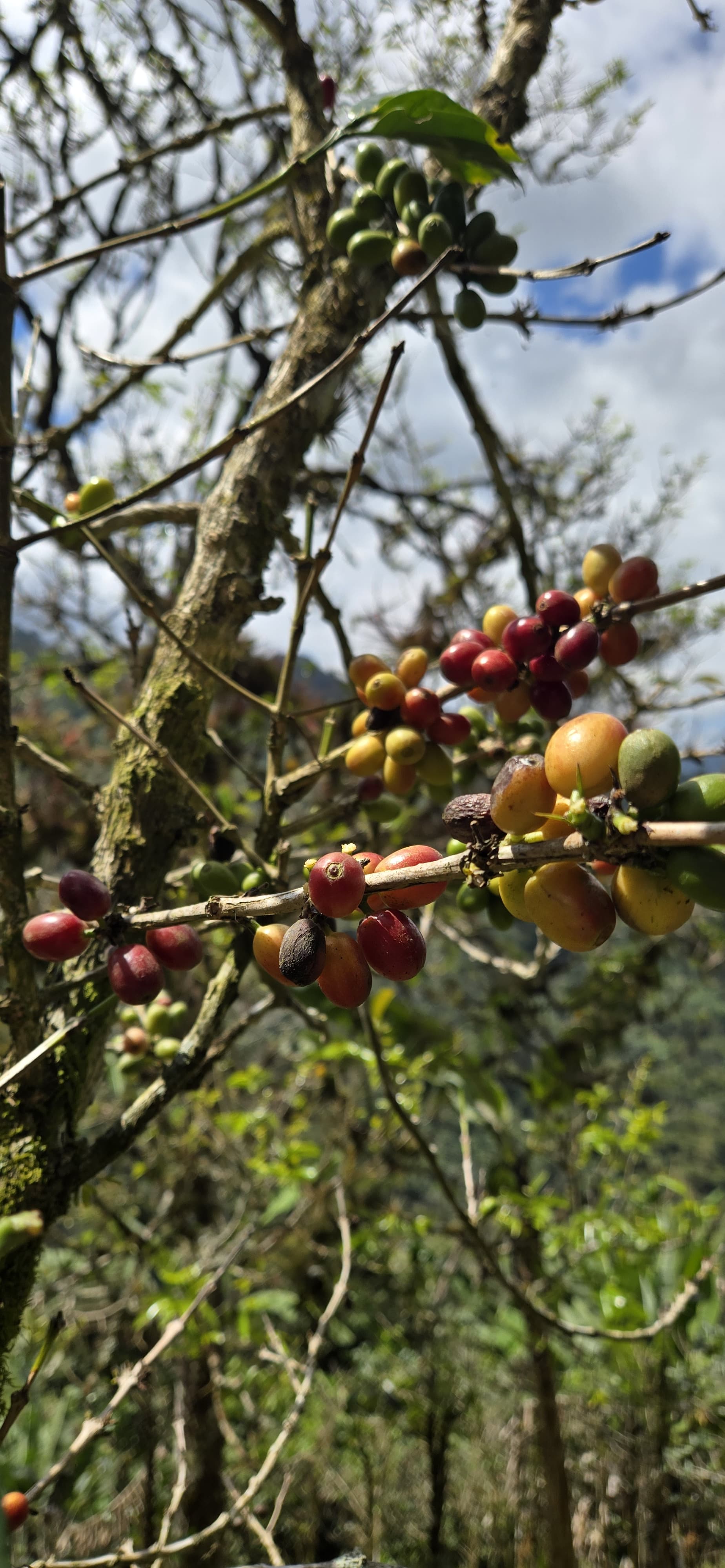 Coffee cherries growing on the branch